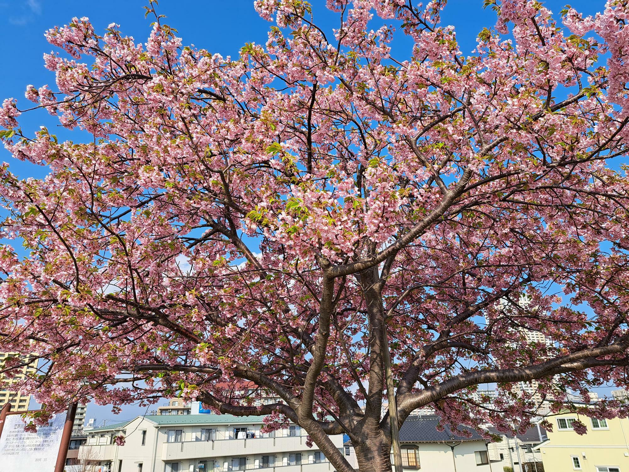 江戸川河川敷の桜並木はすでに葉桜も