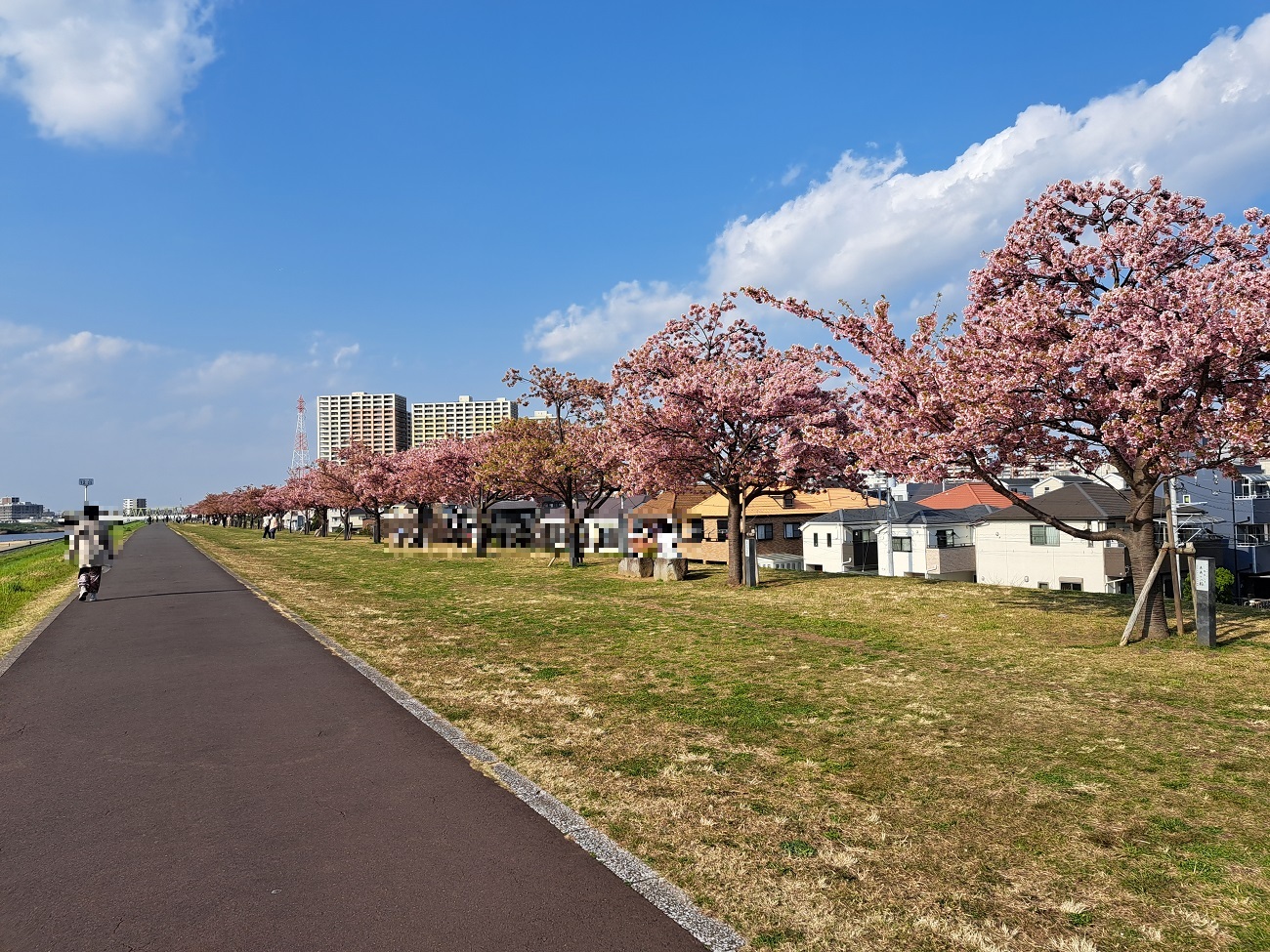 江戸川河川敷の桜並木は散歩コースにおすすめ！