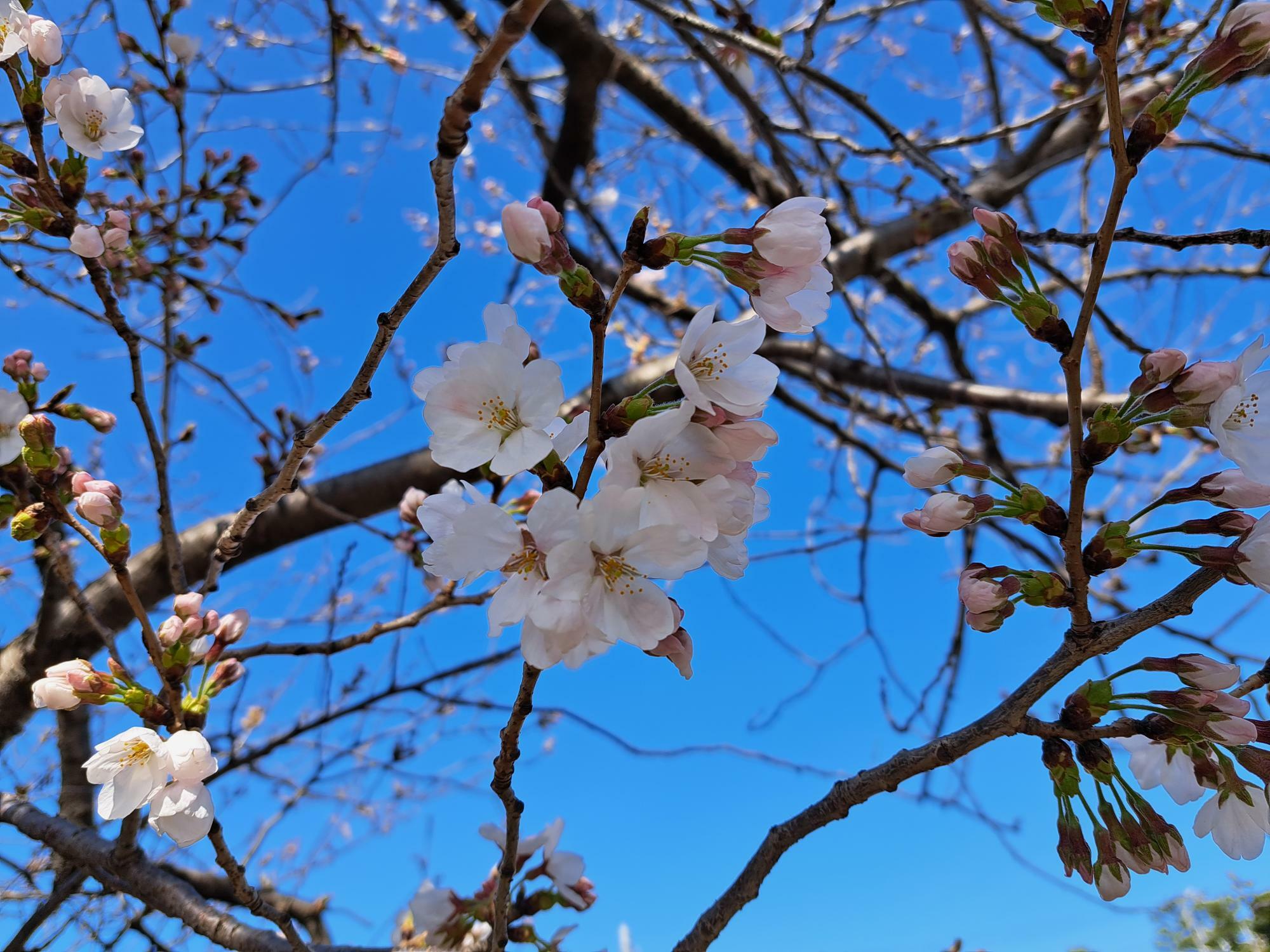 真間川の桜が咲き始めています。