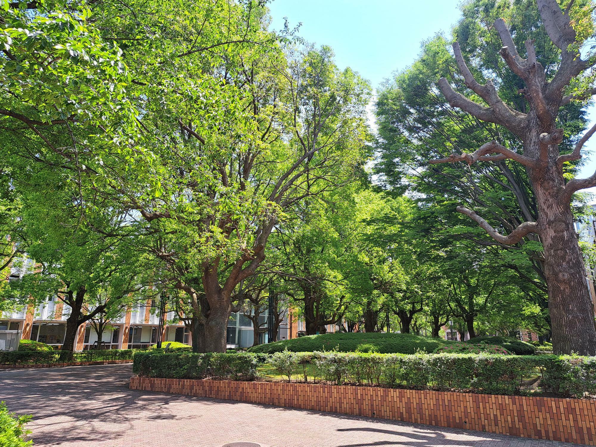 千葉商科大学のキャンパス内は緑も多くてとても過ごしやすい雰囲気
