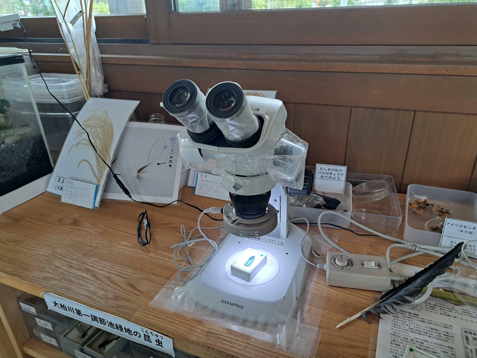大柏川第一調節池緑地のビジターセンターでは標本を顕微鏡で観察することが出来ます。