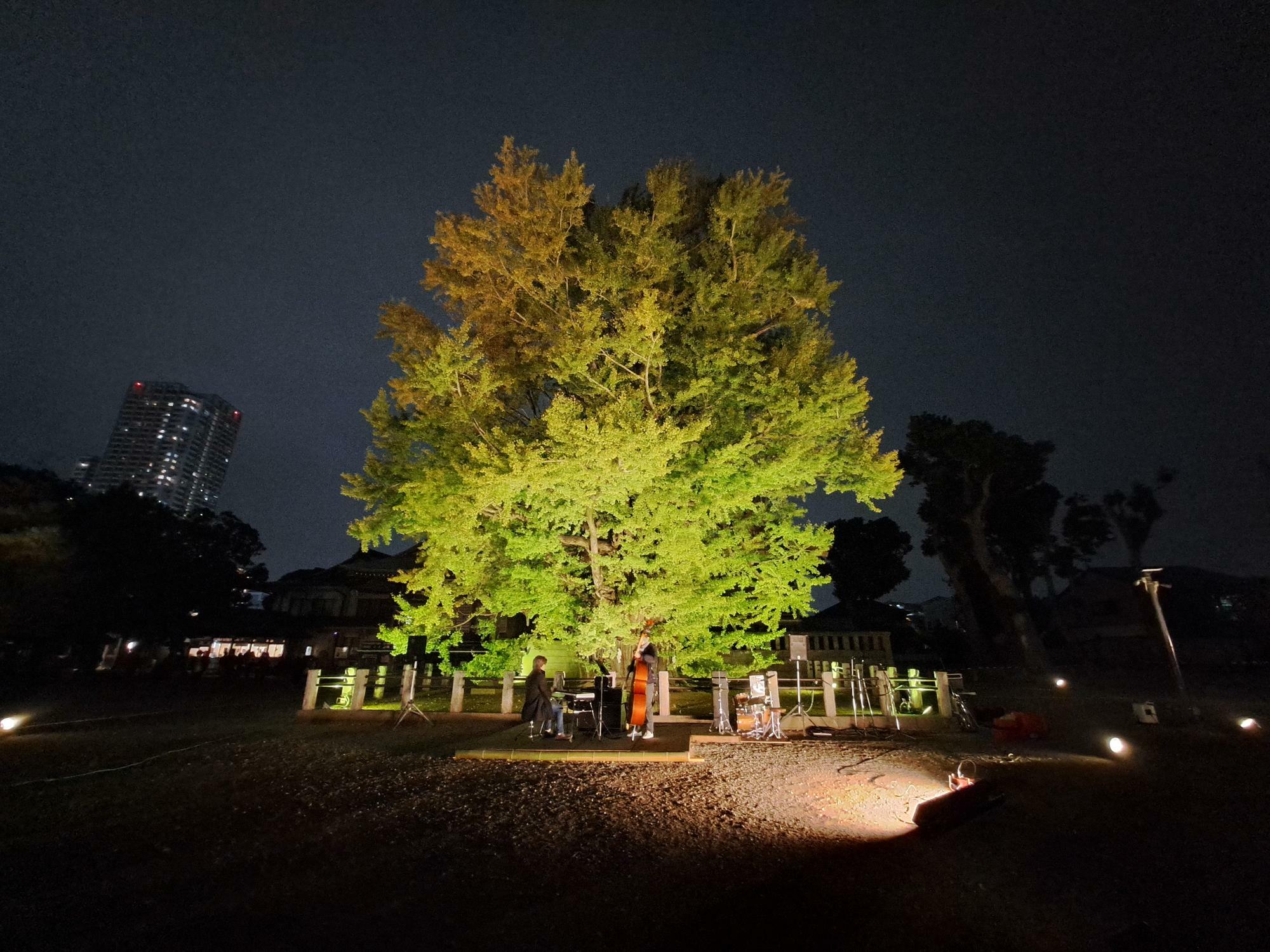 国指定の天然記念物の千本公孫樹の下でジャズコンサート