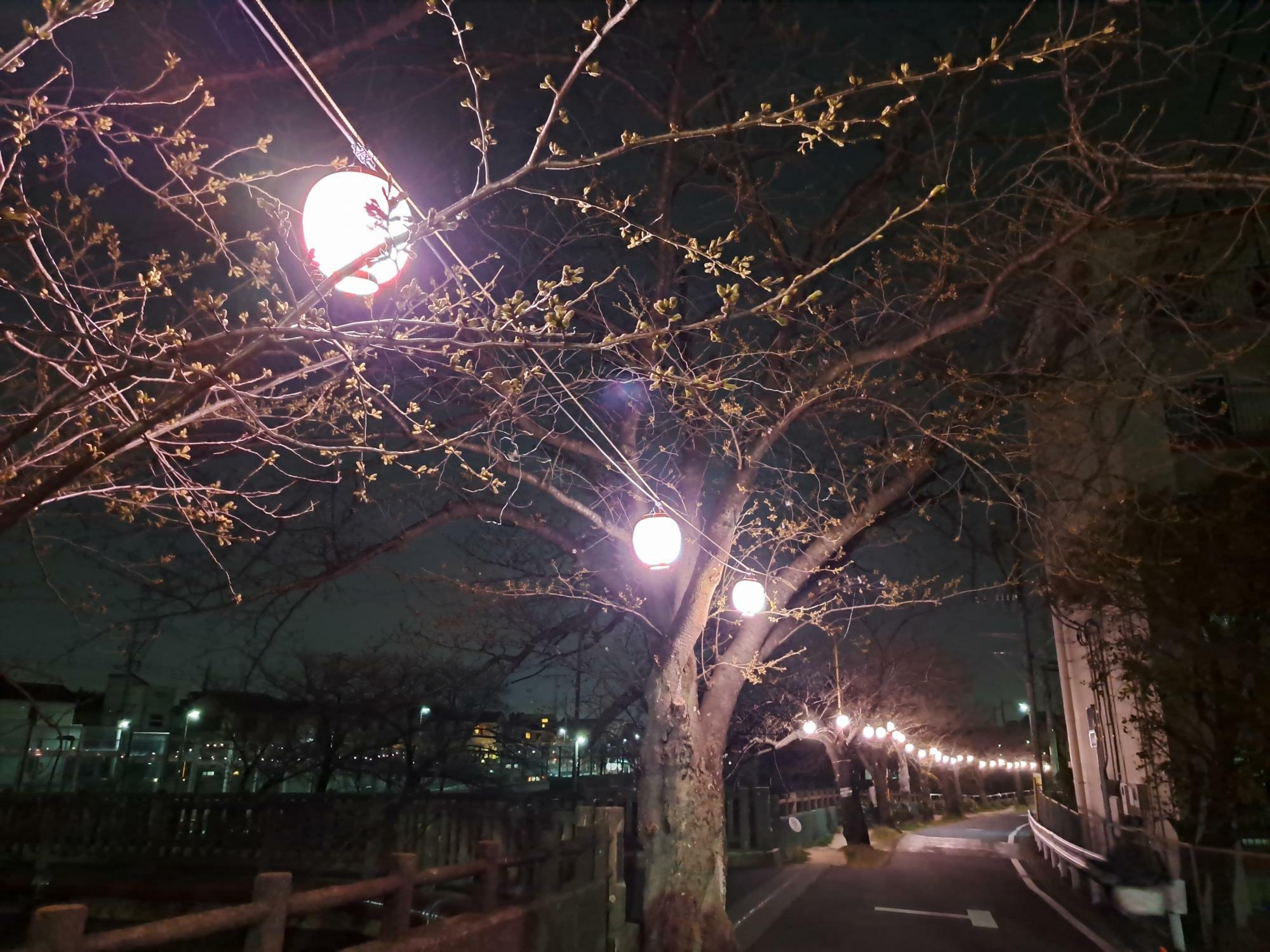 真間川の桜の見ごろはもう少し先？