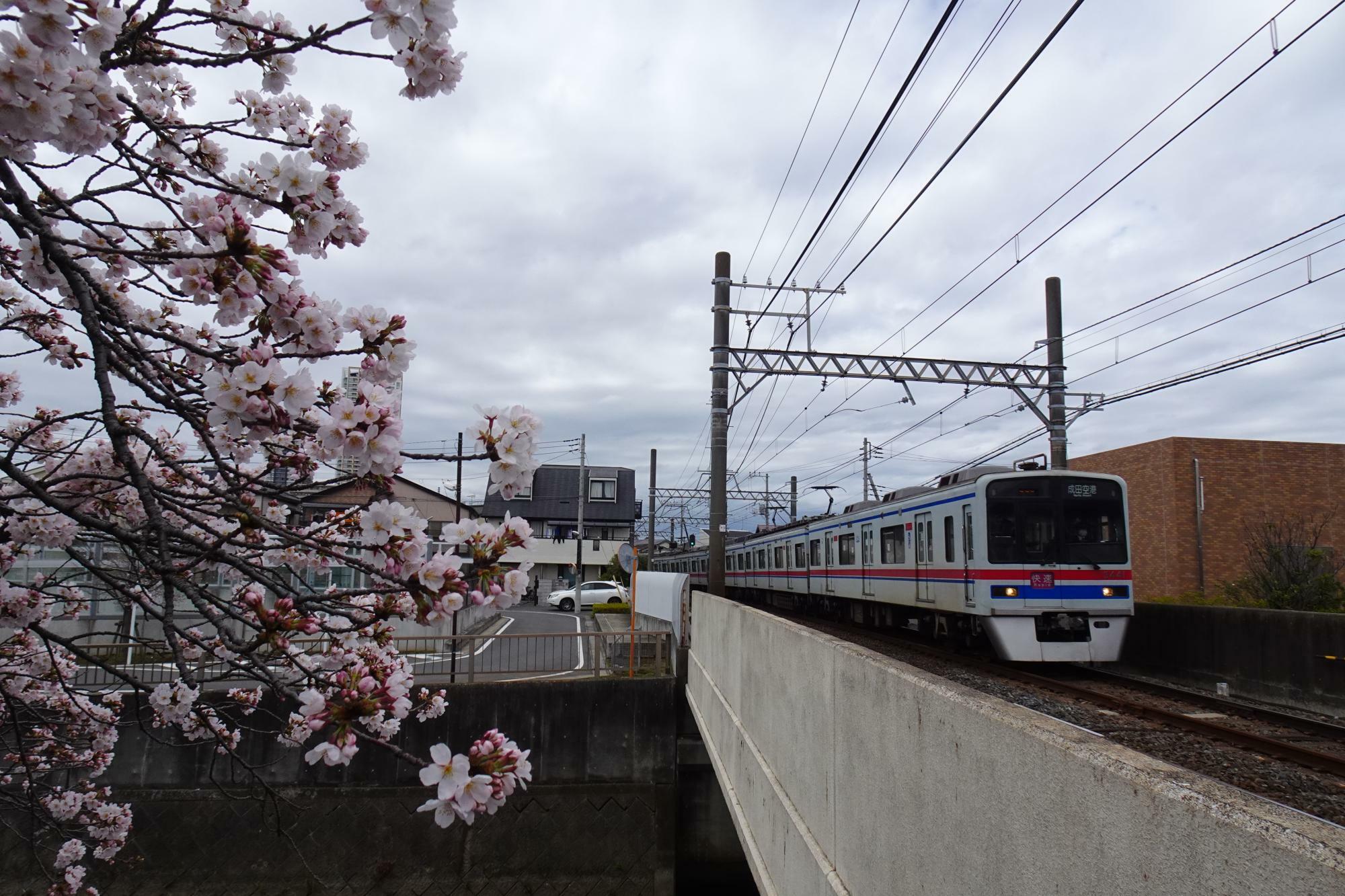 真間川沿いの踏切から京成線と桜が楽しめます。（写真は2022年）
