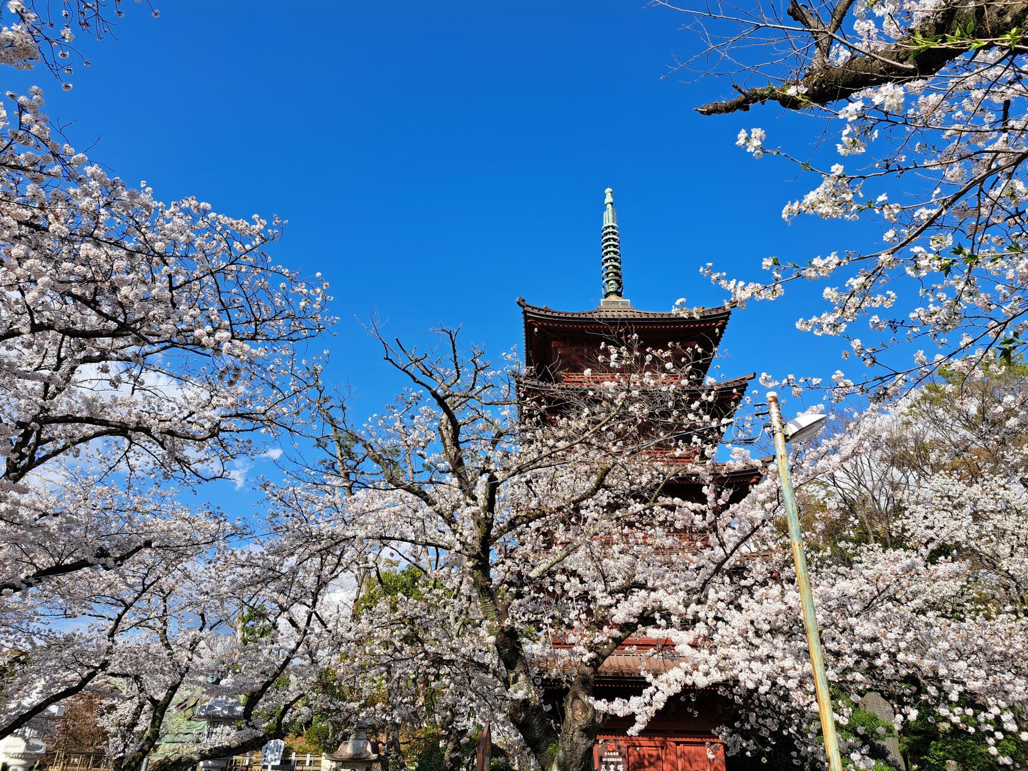 法華経寺の五重塔も桜に囲まれて幸せそう！　（2024年4月7日撮影）