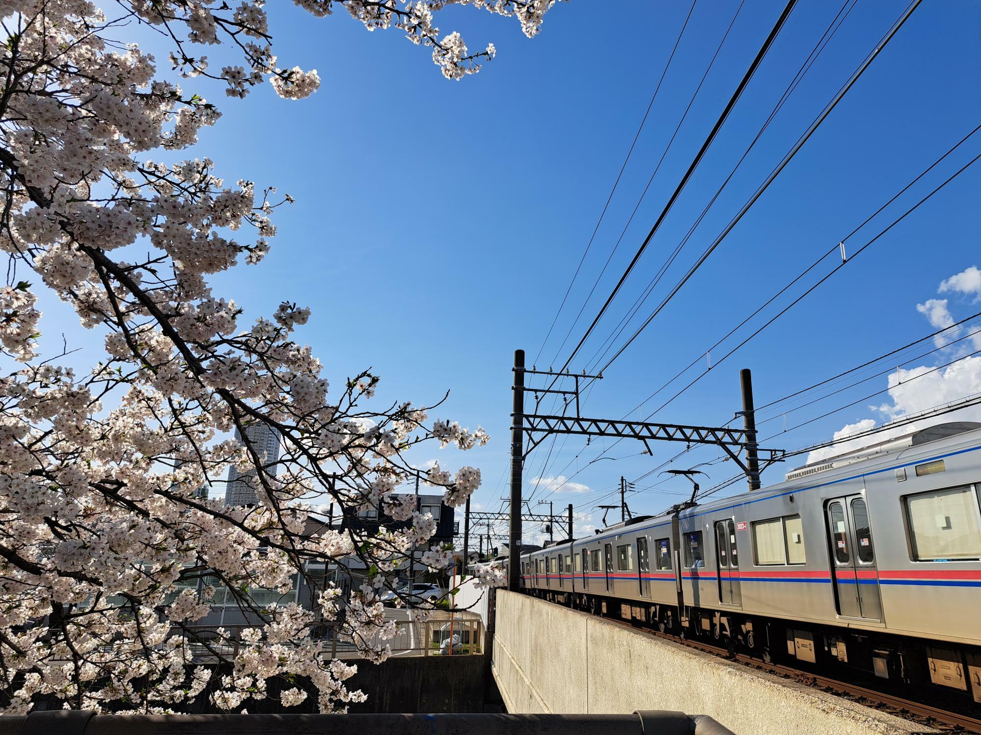 真間川の京成線の踏切は鉄道ファンにも人気のスポット！　（2024年4月7日撮影）