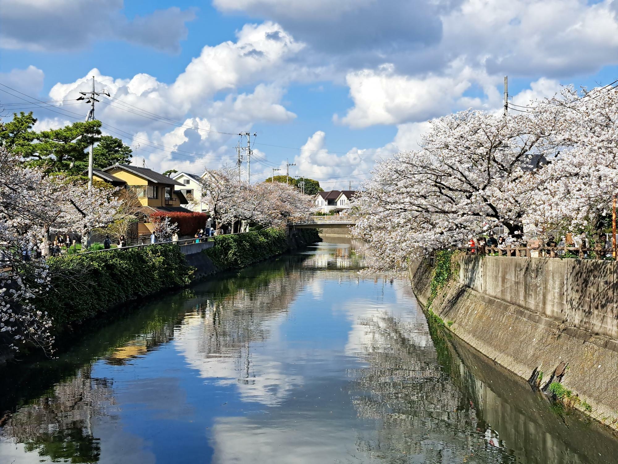 真間川に映る桜もきれい！　（2024年4月7日撮影）