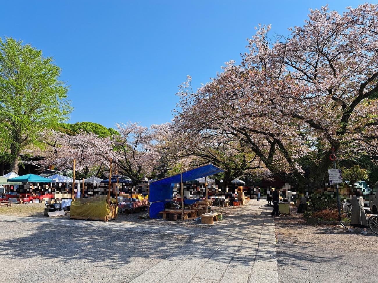 法華経寺の境内ではまだ桜を楽しむことが出来ます。