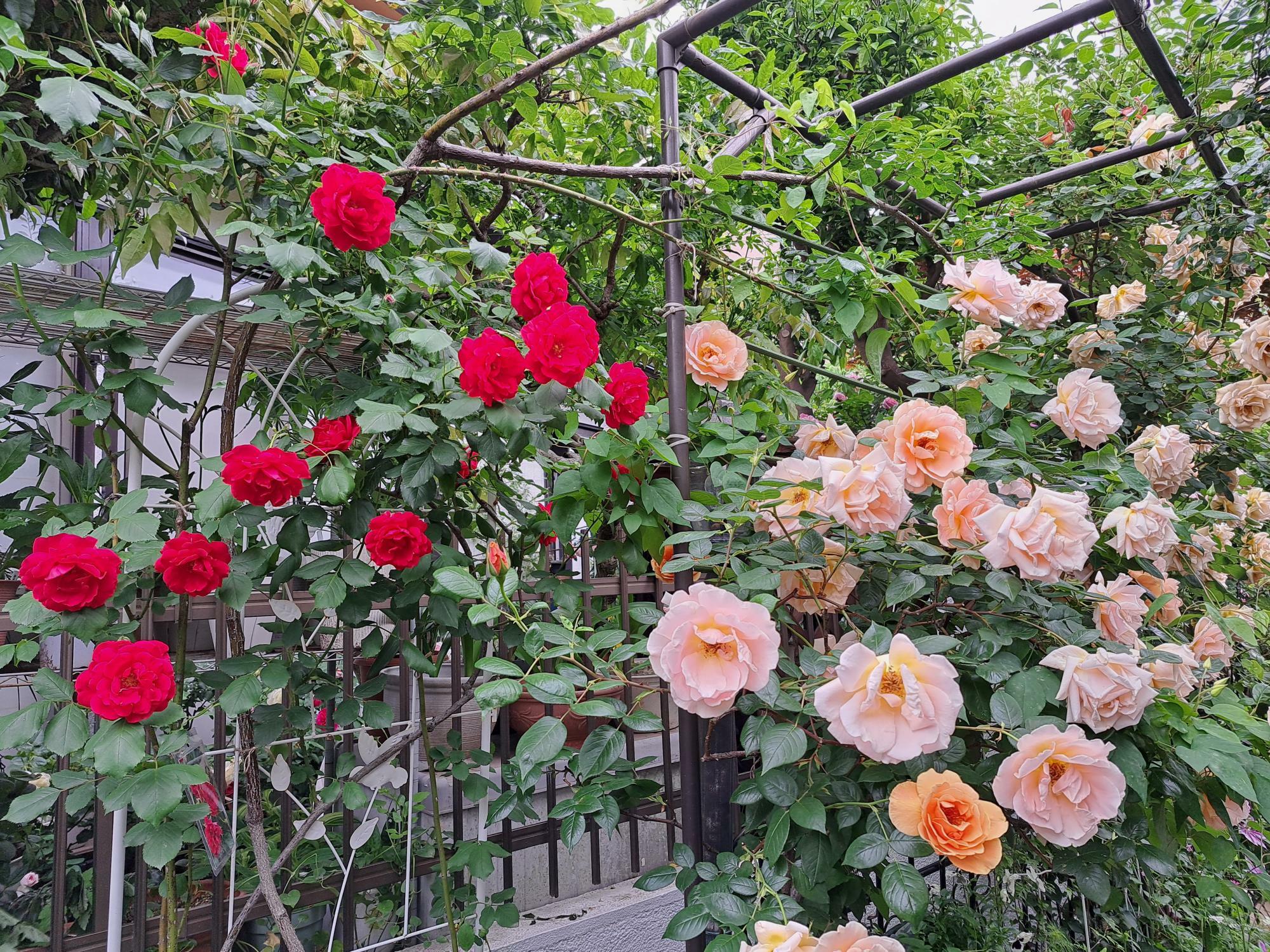 「いちかわオープンガーデン」に参加中のお宅の庭は素敵な香りに包まれています。