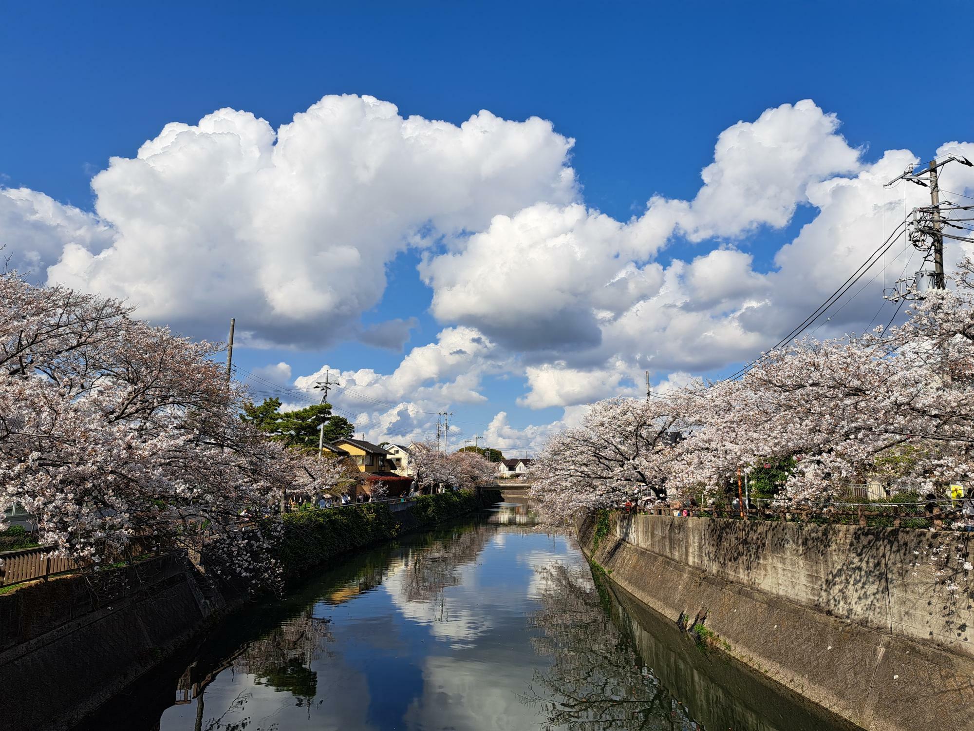 真間川の桜並木。