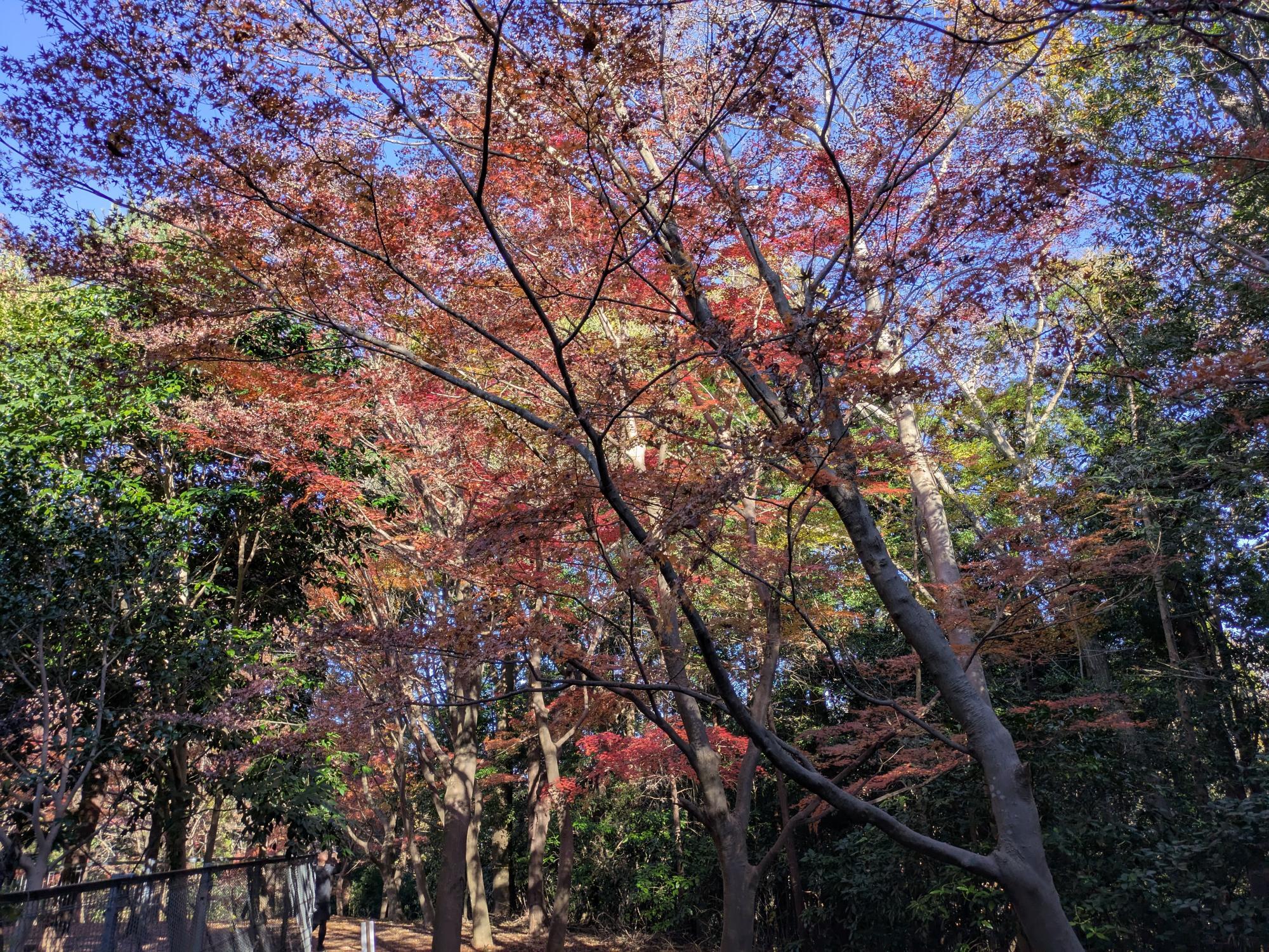 もみじ山公園では紅葉が進んでいます。