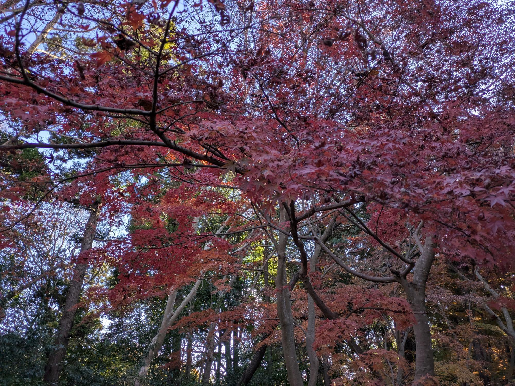 もみじ山の紅葉は見ごろを迎えています。