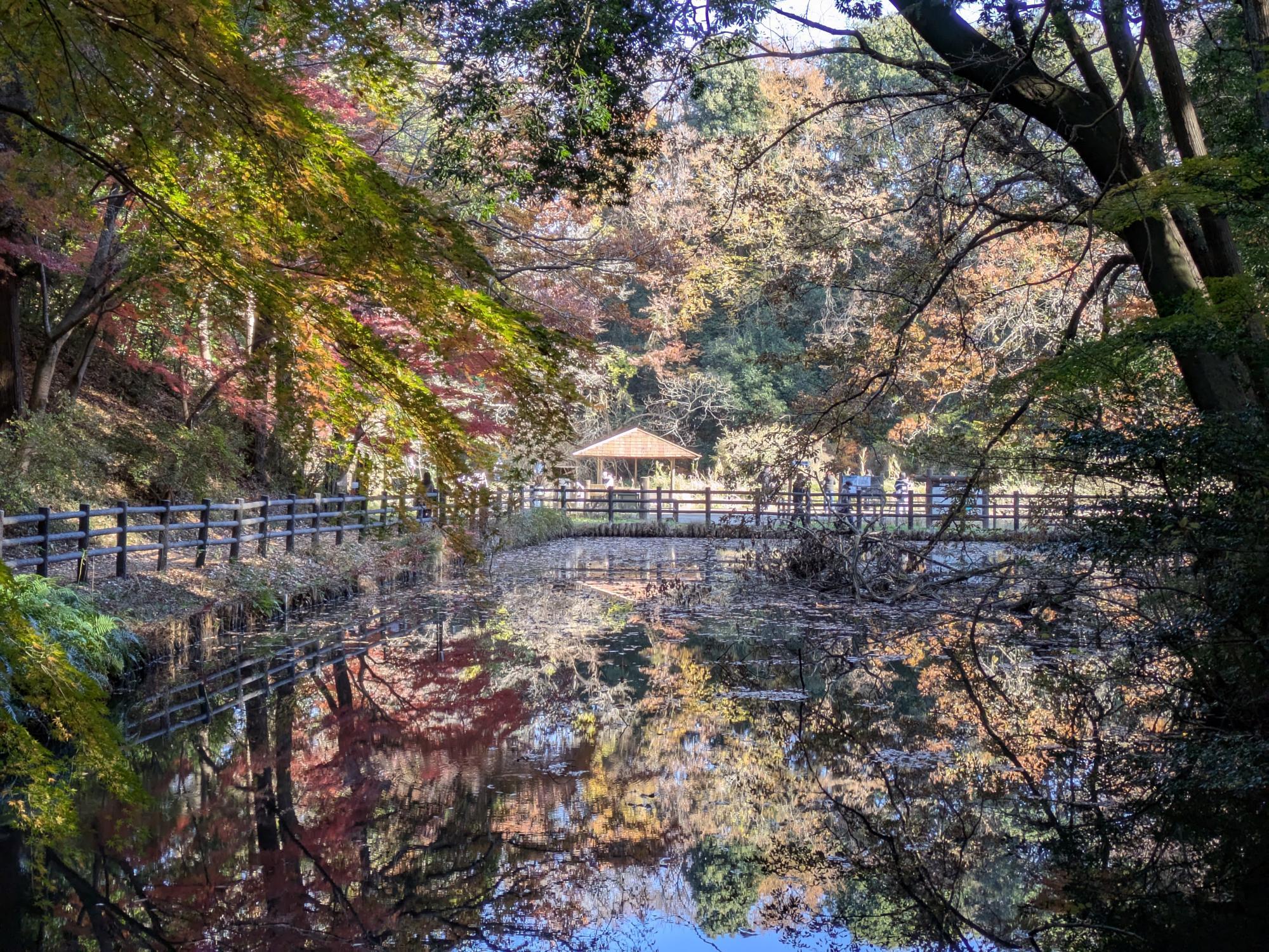 池に映る「逆さ紅葉」。