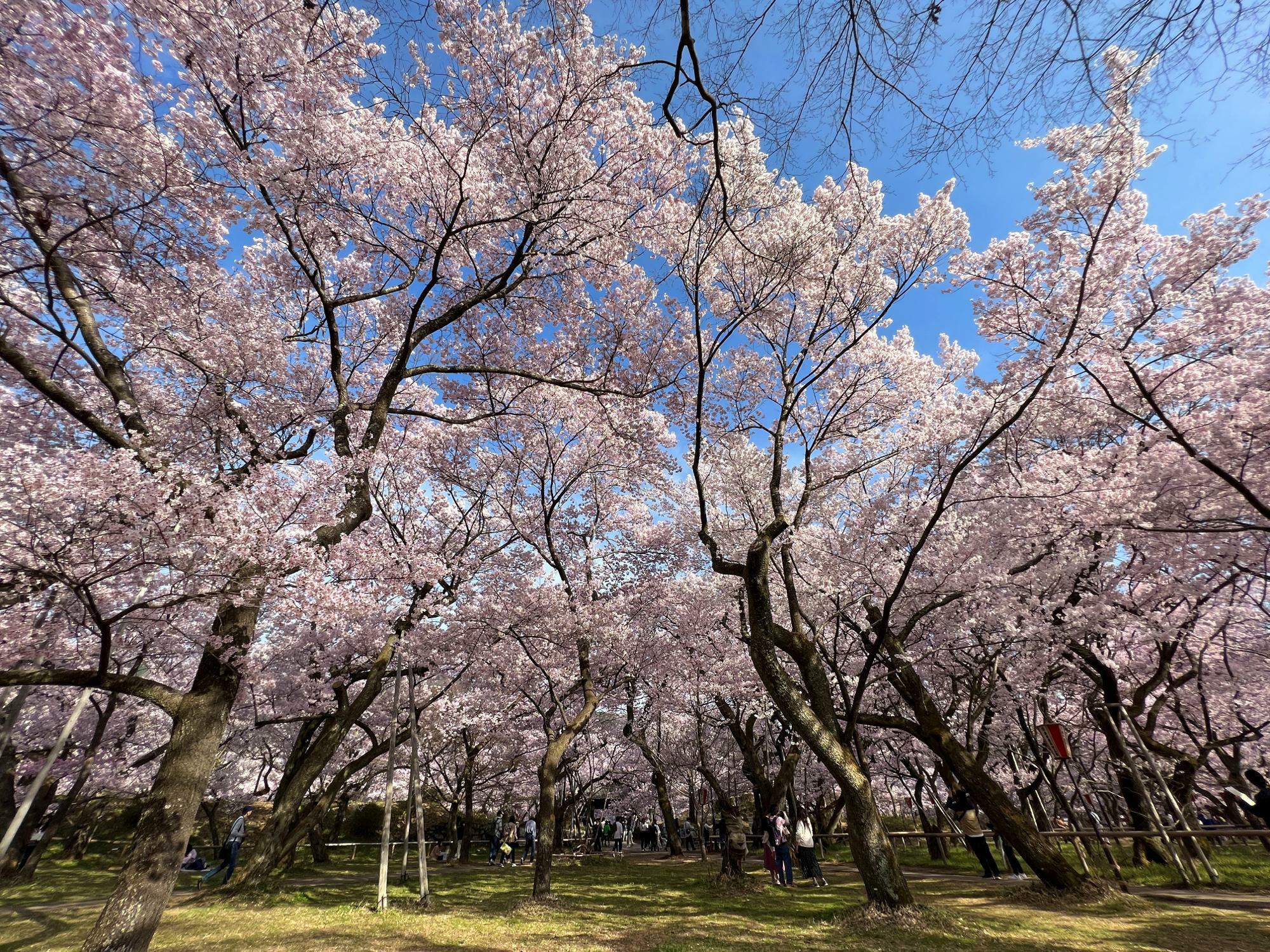 長野・高遠城址公園「天下第一の桜」が満開！4/4の開花状況レポ（やた