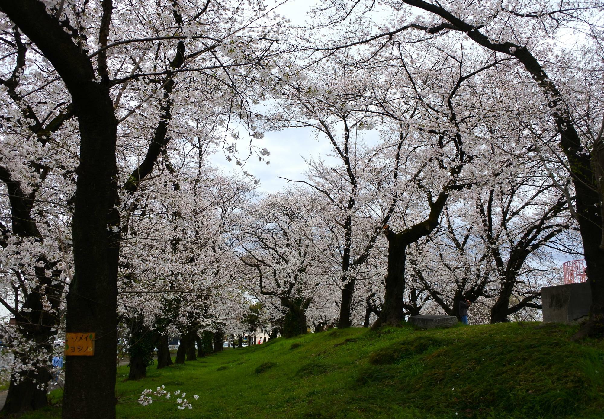 万平公園の桜