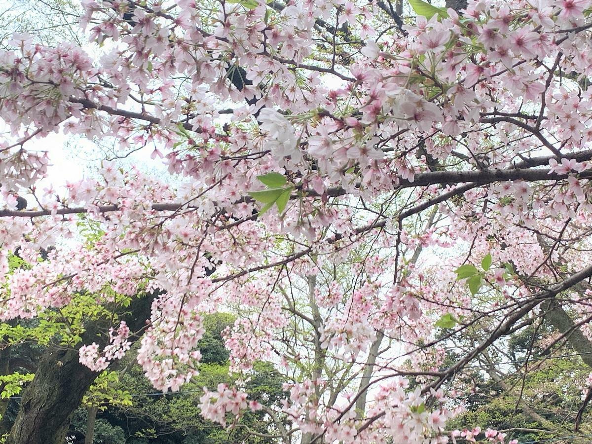 上記の写真は、昨年4月初旬の里見公園の桜