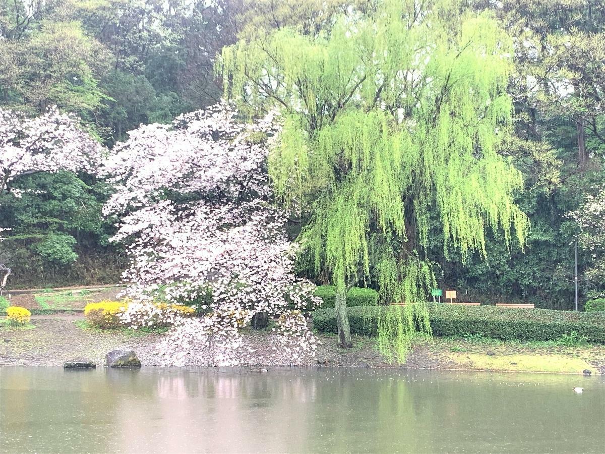 上記の写真は、昨年3月下旬のじゅんさい池緑地の桜