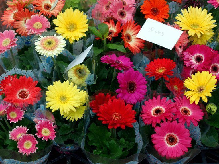 写真は「第１７２回春のびっくり市花鉢管理法」（高円寺純情商店街HP）より。