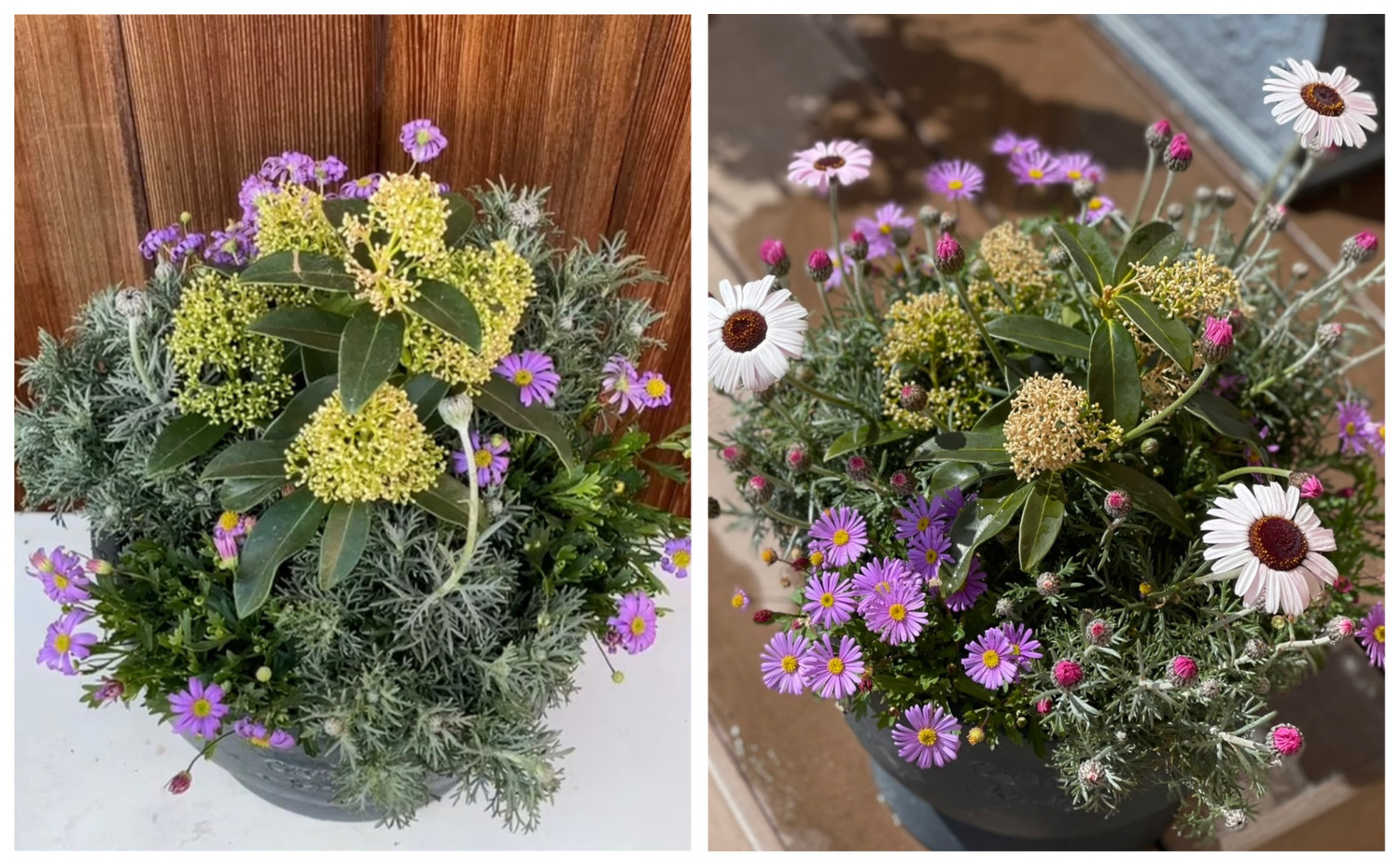 左写真：植え込みした１月、右写真：蕾が色づき開花し始める