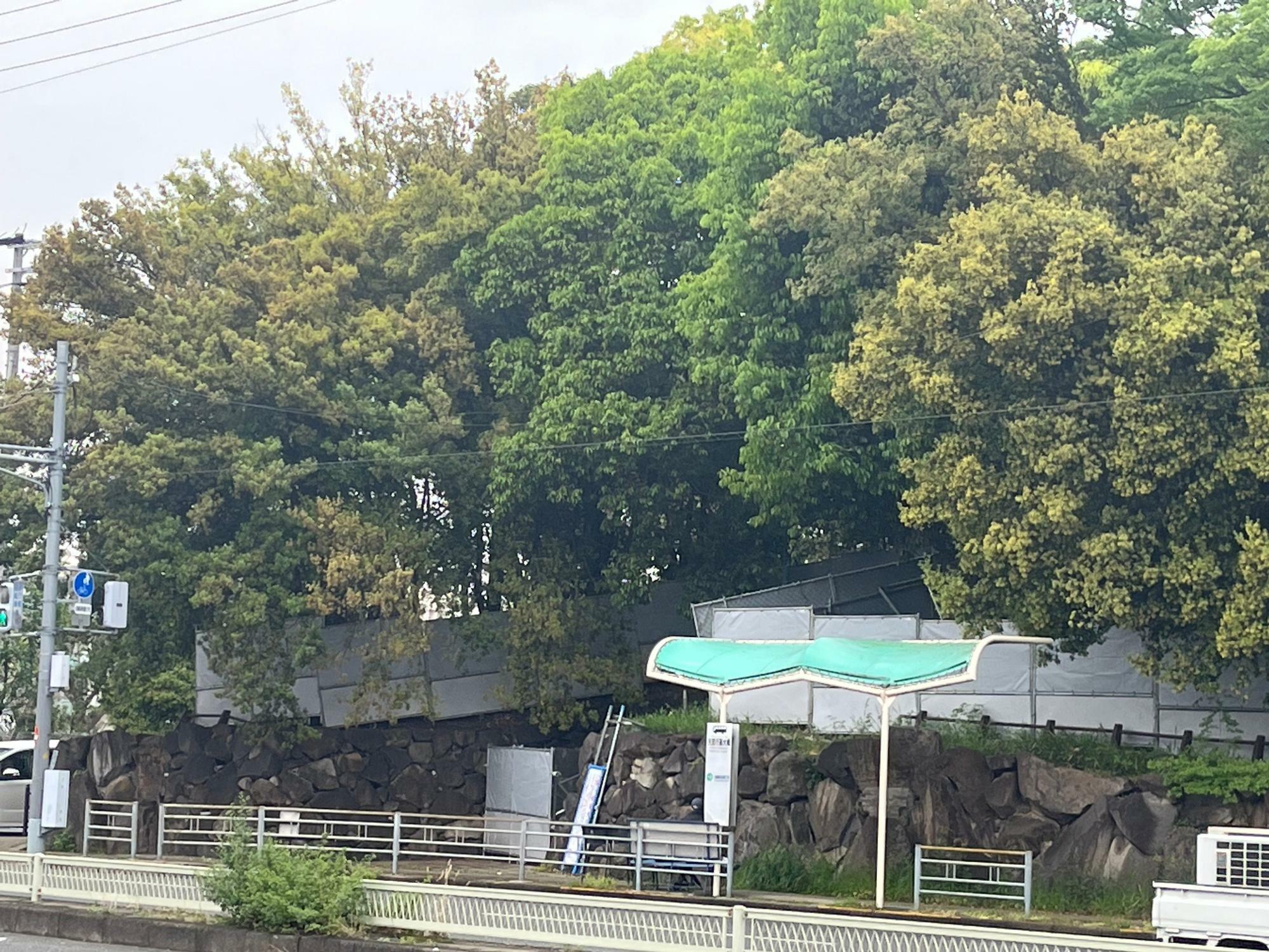 矢田教育の森公園の西側から撮影。同公園は移設され、ここも開発される