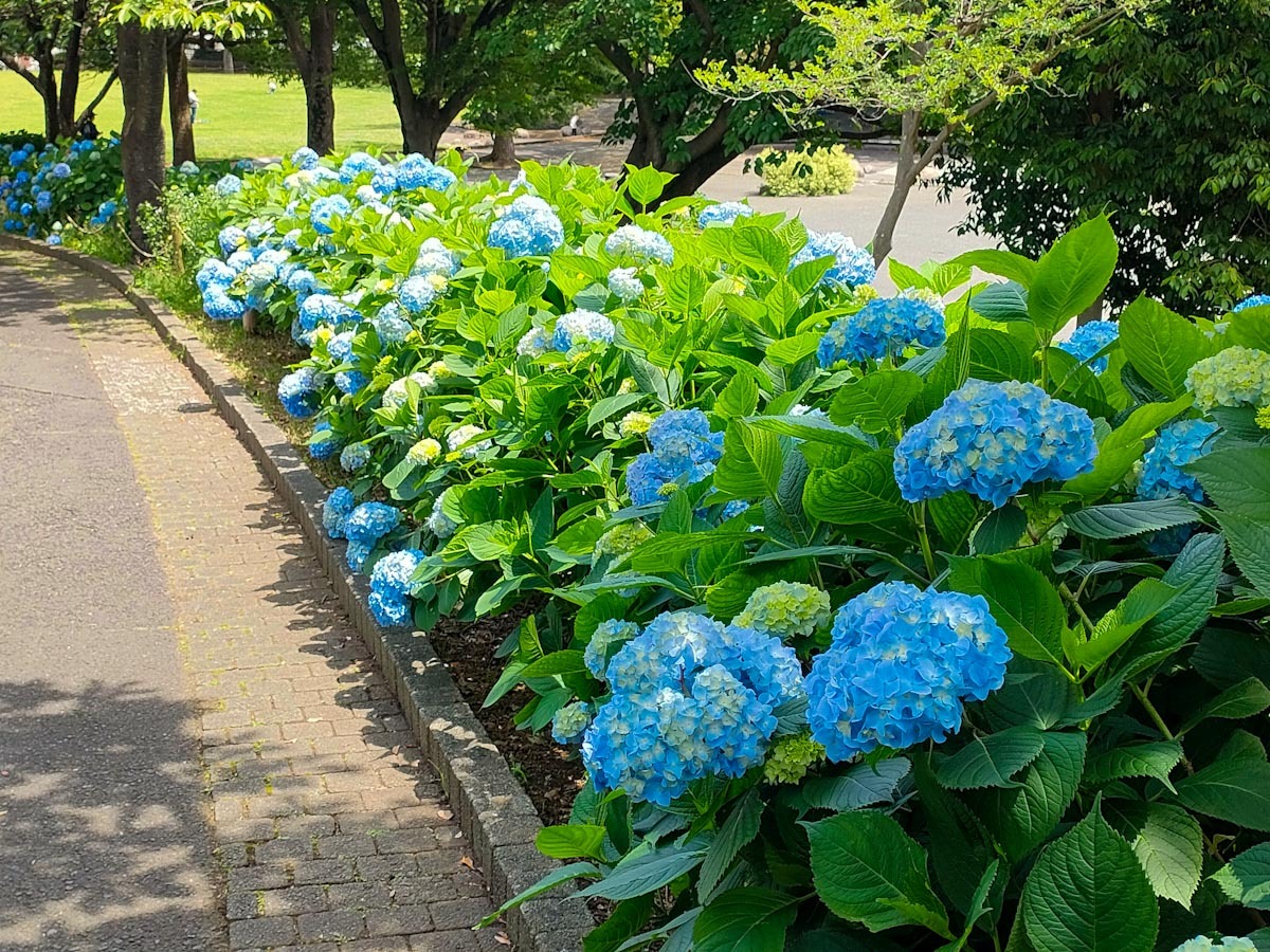 清水ヶ丘公園のアジサイ（2023年5月27日撮影）