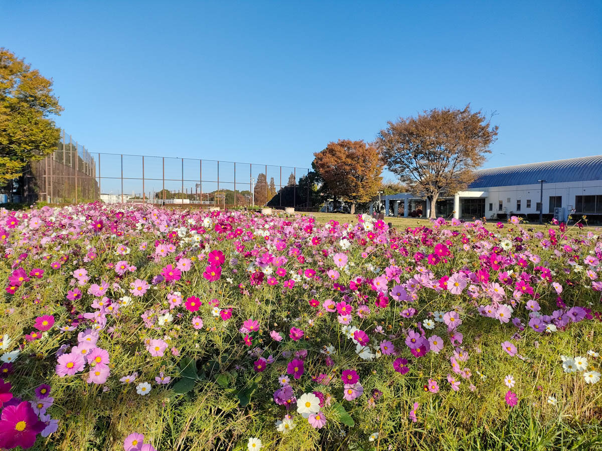 横浜市南区】11/18(土) 丘の上の公園でコスモス摘みとり体験 開催