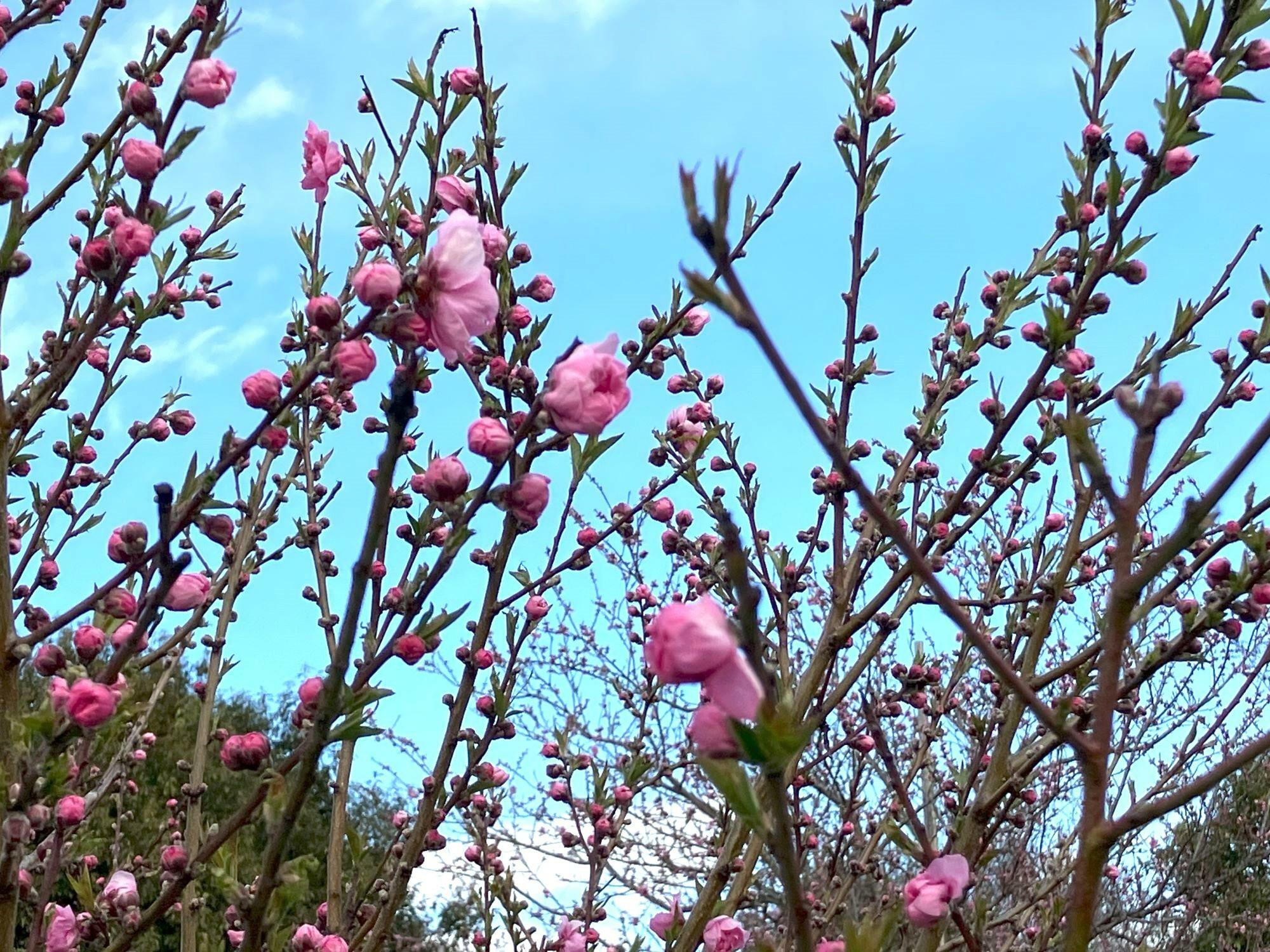 中川やしおフラワーパーク、3月2日の花桃の様子です。