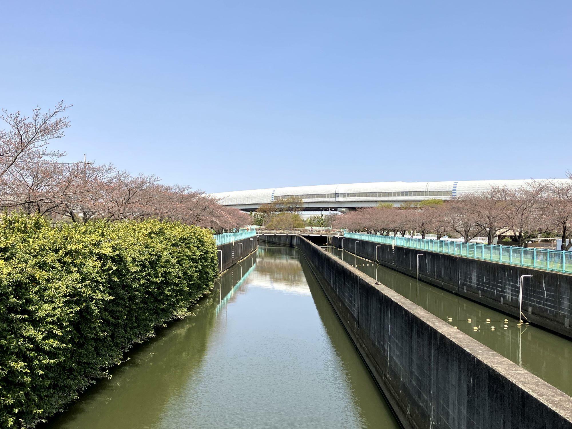 綾瀬川放水路八條桜堤、駐車場：無し、4月2日撮影