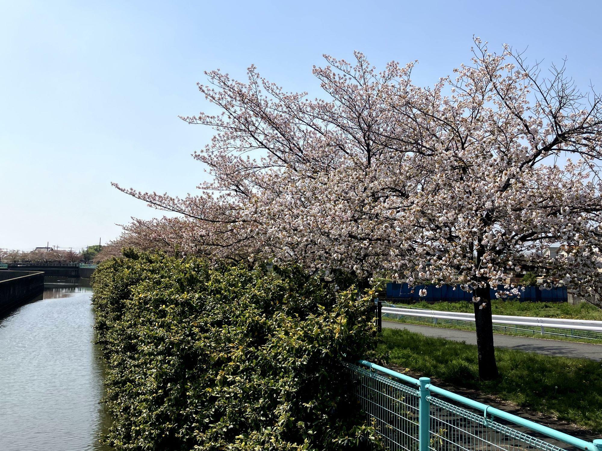 綾瀬川放水路八條桜堤、駐車場：無し、4月14日撮影