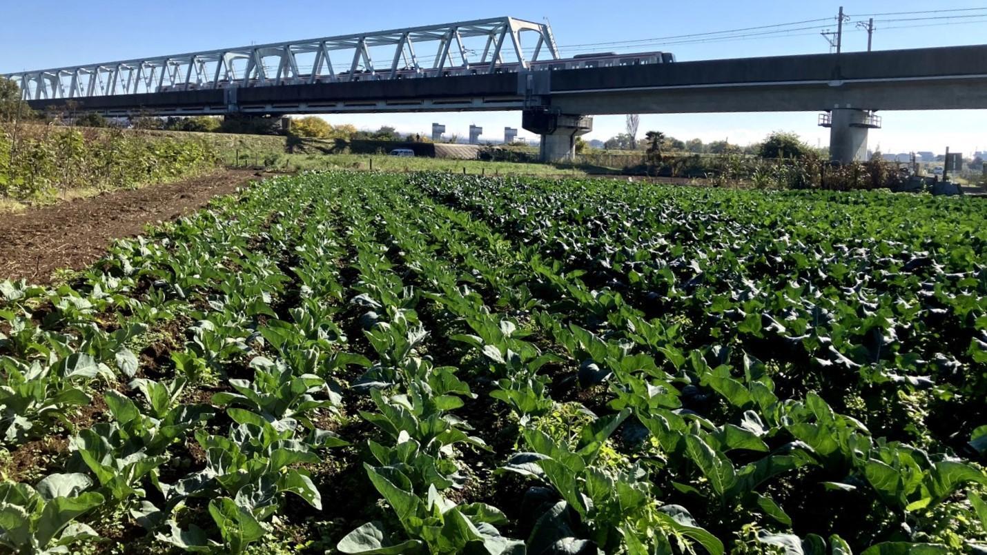 旬を迎える様々な花野菜の畑で撮影させていただきました。（佐藤啓太様の畑です）