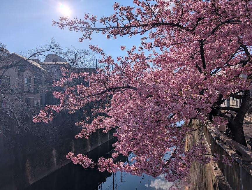 桜神様　木曜日 石神井川の桜並木関連イベント「ITABASHI SAKURA WEEK 2023」が3