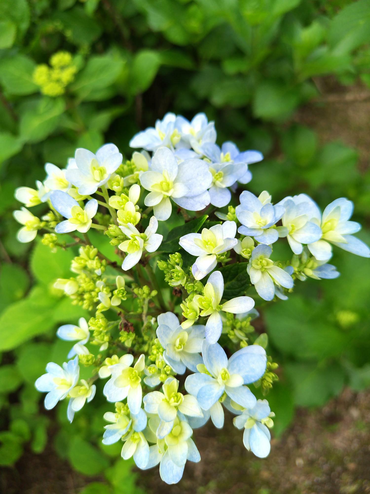 妖精のように小さな花が集まってかわいい