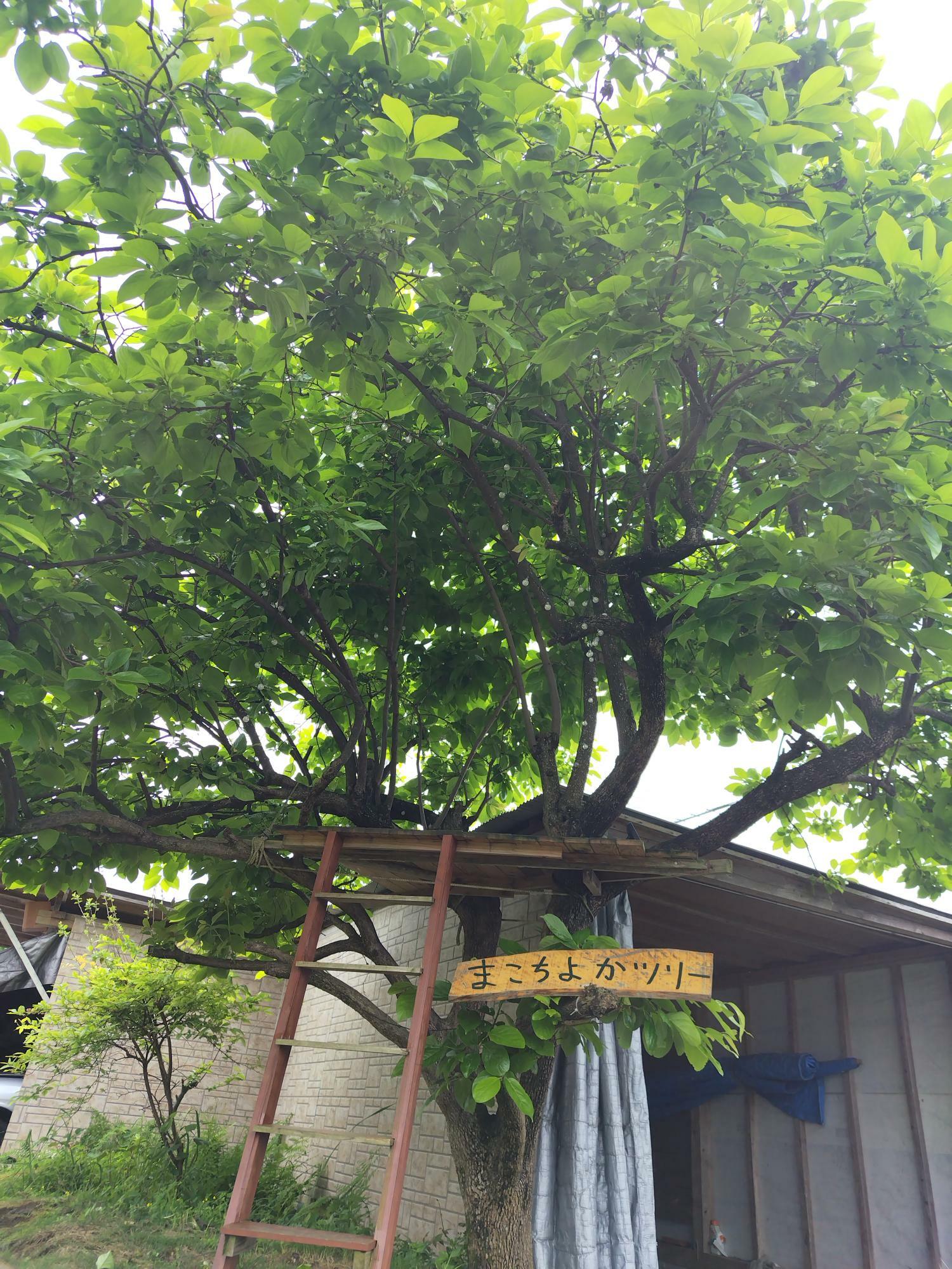 立派な柿の木の「まこちよかツリー」。子どもが登って楽しめる