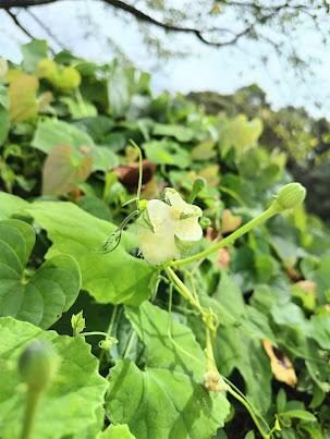 時折日が射して凄く暑かった…