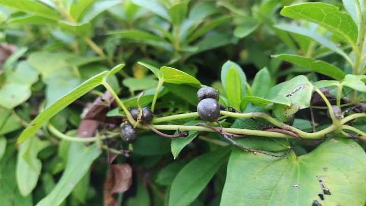 むかごにはよく似た「ニカガシュウ」という猛烈に苦い種類もあるのでご注意ください。