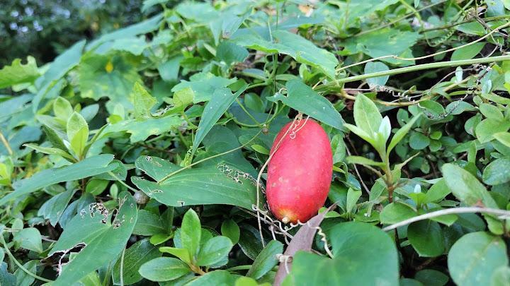 ここにもむかご発見