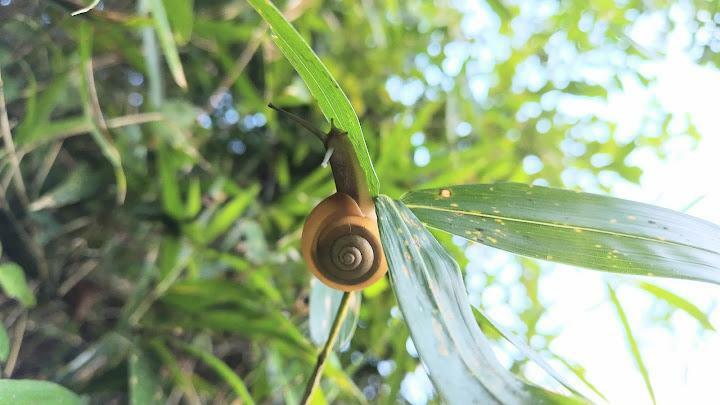 私も「カタツムリ型」のずぼら嫁ライター。冬は「コタツムリ」として生きています。