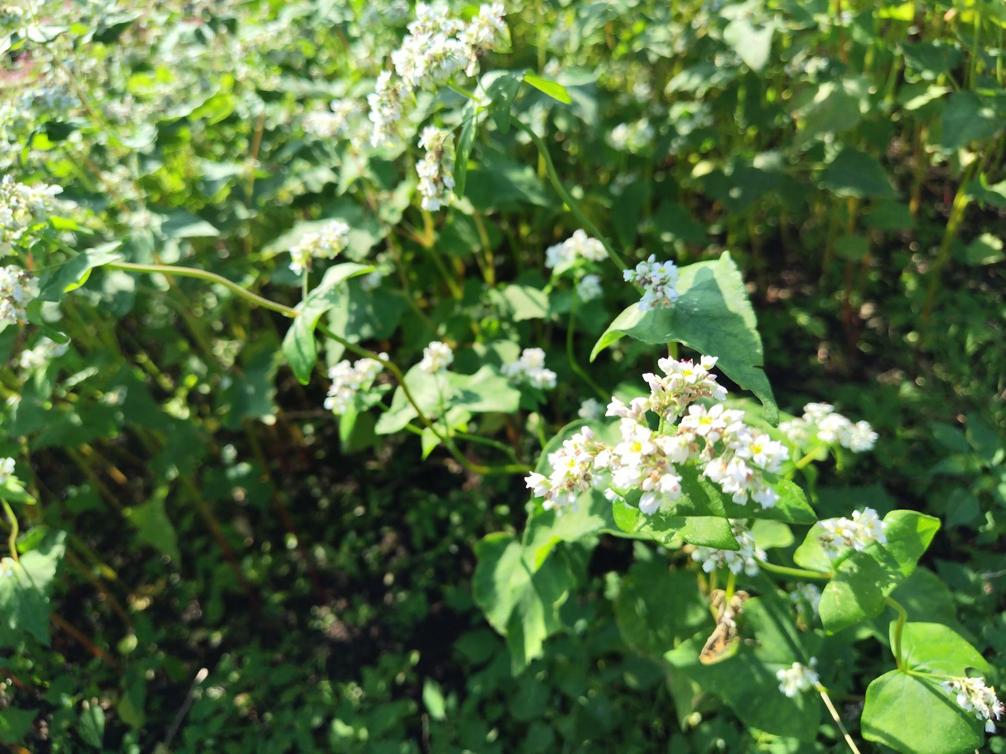 みかんの花にも似てる？