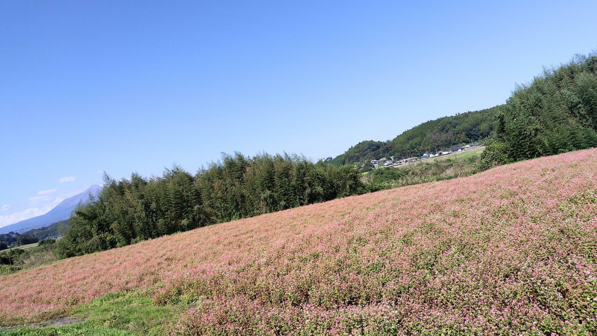 川の向こうにコスモスと向日葵が咲いているのも発見。山田町は穴場だらけかも！