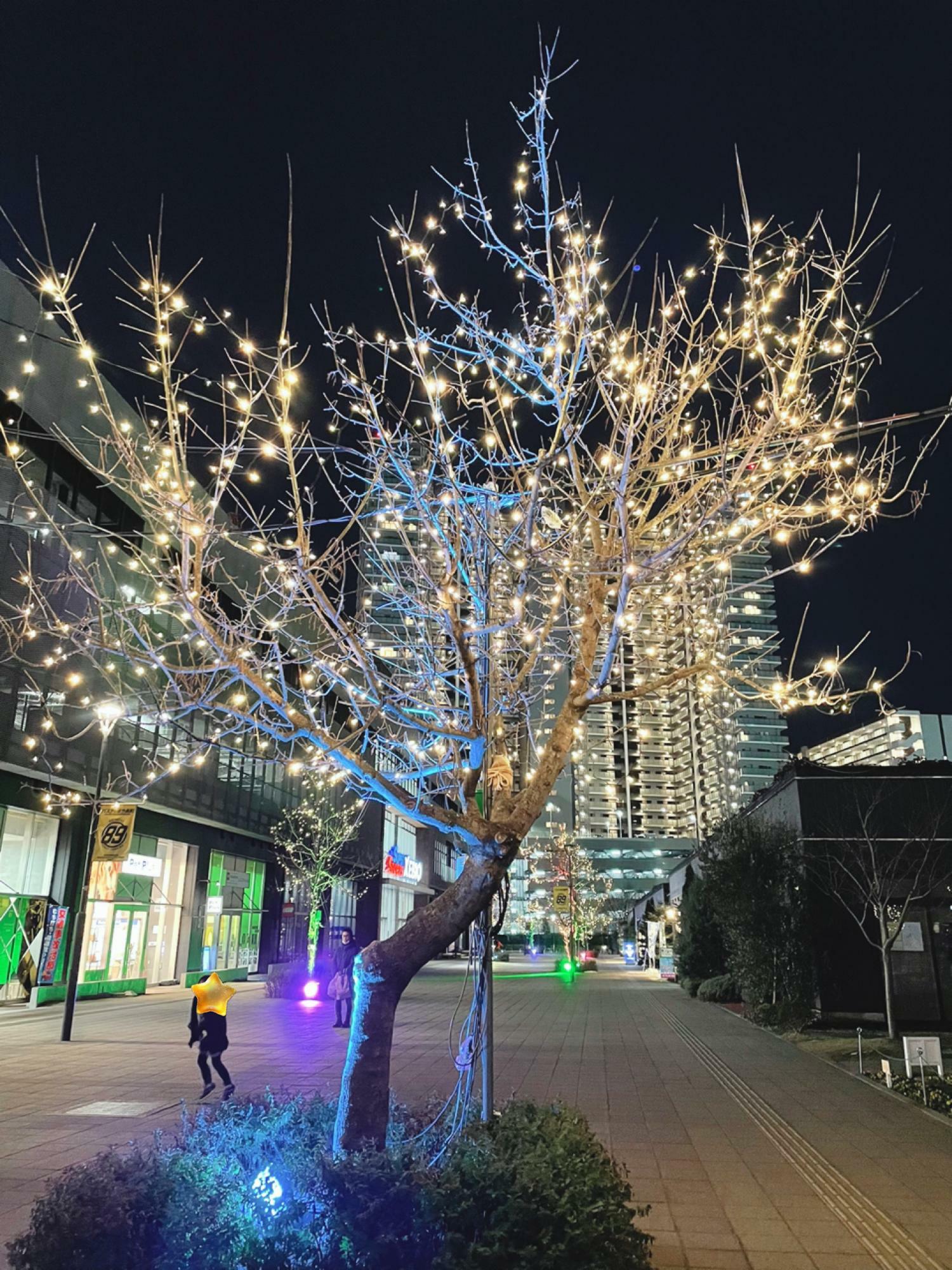 会場のkhb東日本放送へ向かう杜の広場公園の街路樹もイルミネーションで輝きます。