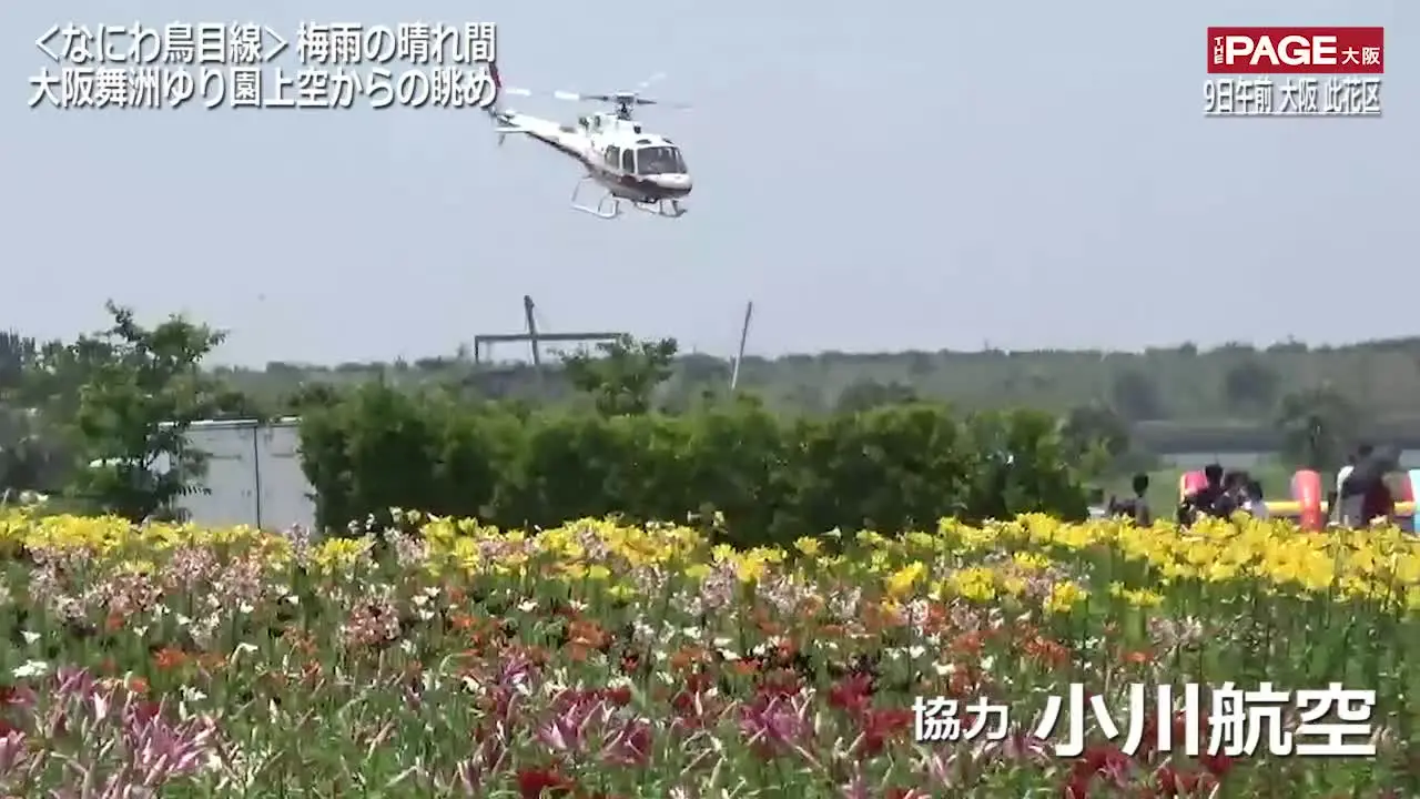 なにわ鳥目線 空から見た大阪舞洲ゆり園 梅雨の晴れ間に250万輪 The Page Yahoo ニュース