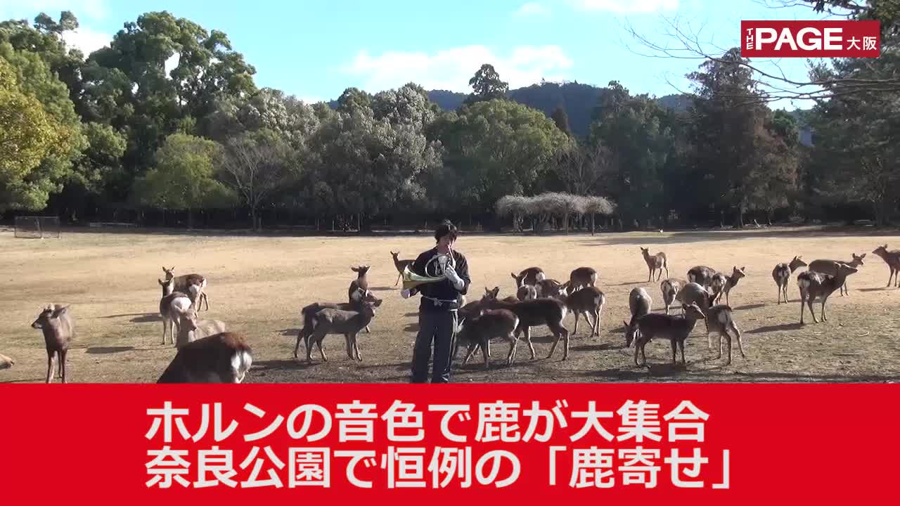 ホルンの音色でシカ集合に歓声 奈良公園で 鹿寄せ The Page Yahoo ニュース ホルンの音色でシカ集合に歓声 奈良公園で 鹿寄せ The Page Yahoo ニュース