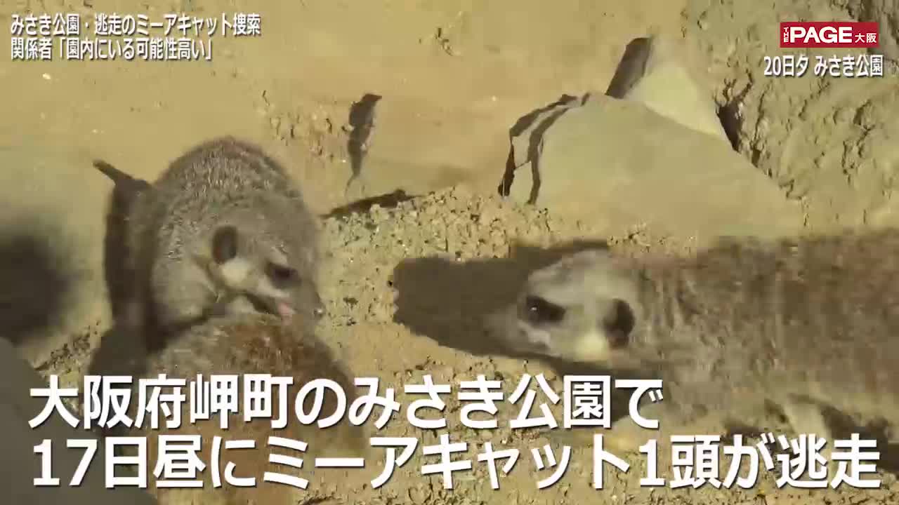 みさき公園 逃走のミーアキャット 園内にいる可能性高い The Page Yahoo ニュース