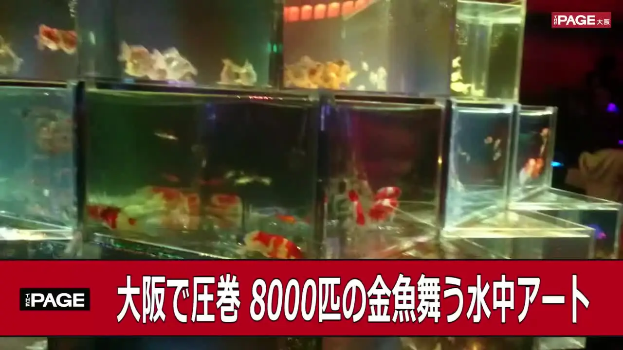 大阪で圧巻 8000匹の金魚が舞う水中アートと周遊クルーズ The Page Yahoo ニュース