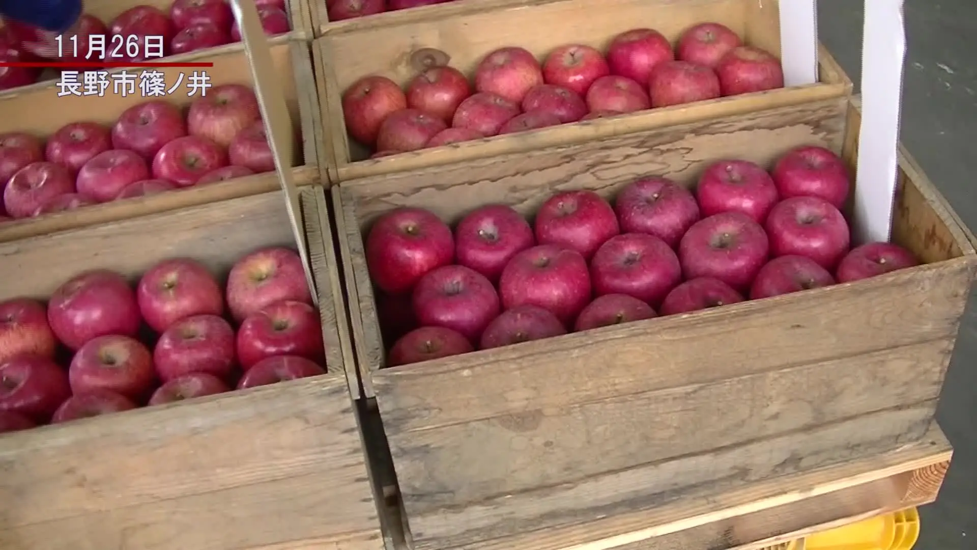 木箱にこだわり 長野で44年続くリンゴの品評会 The Page Yahoo ニュース