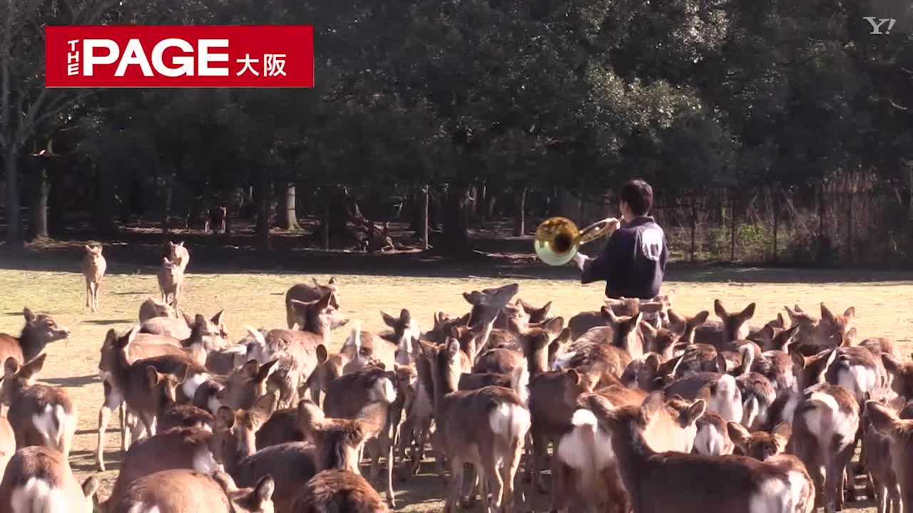 ホルンの音色に誘われて 奈良公園で鹿寄せ 多くの見物人から歓声 The Page Yahoo ニュース ホルンの音色に誘われて 奈良公園で鹿寄せ 多くの見物人から歓声 The Page Yahoo ニュース