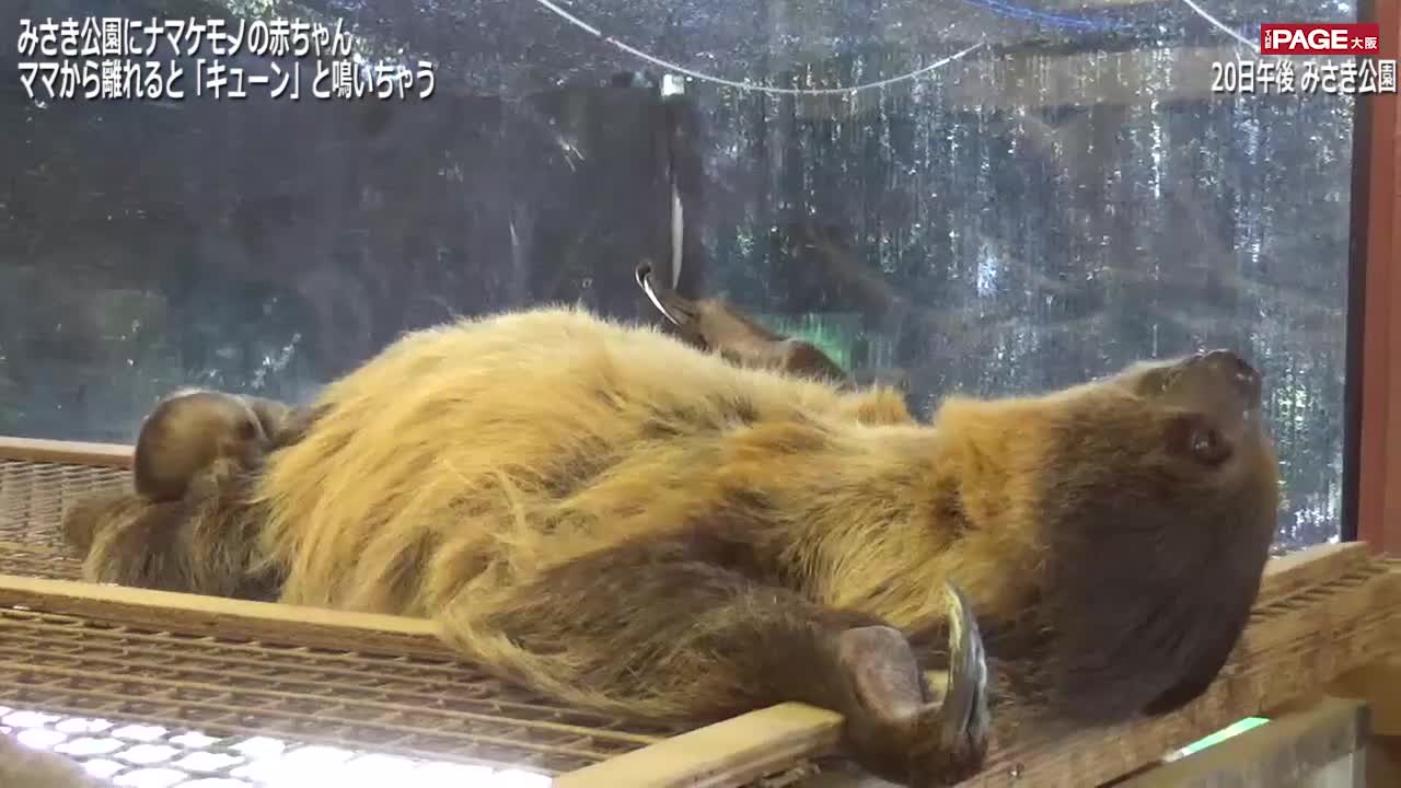 体重計で キューン と鳴いちゃうナマケモノの赤ちゃん 大阪の動物園 The Page Yahoo ニュース