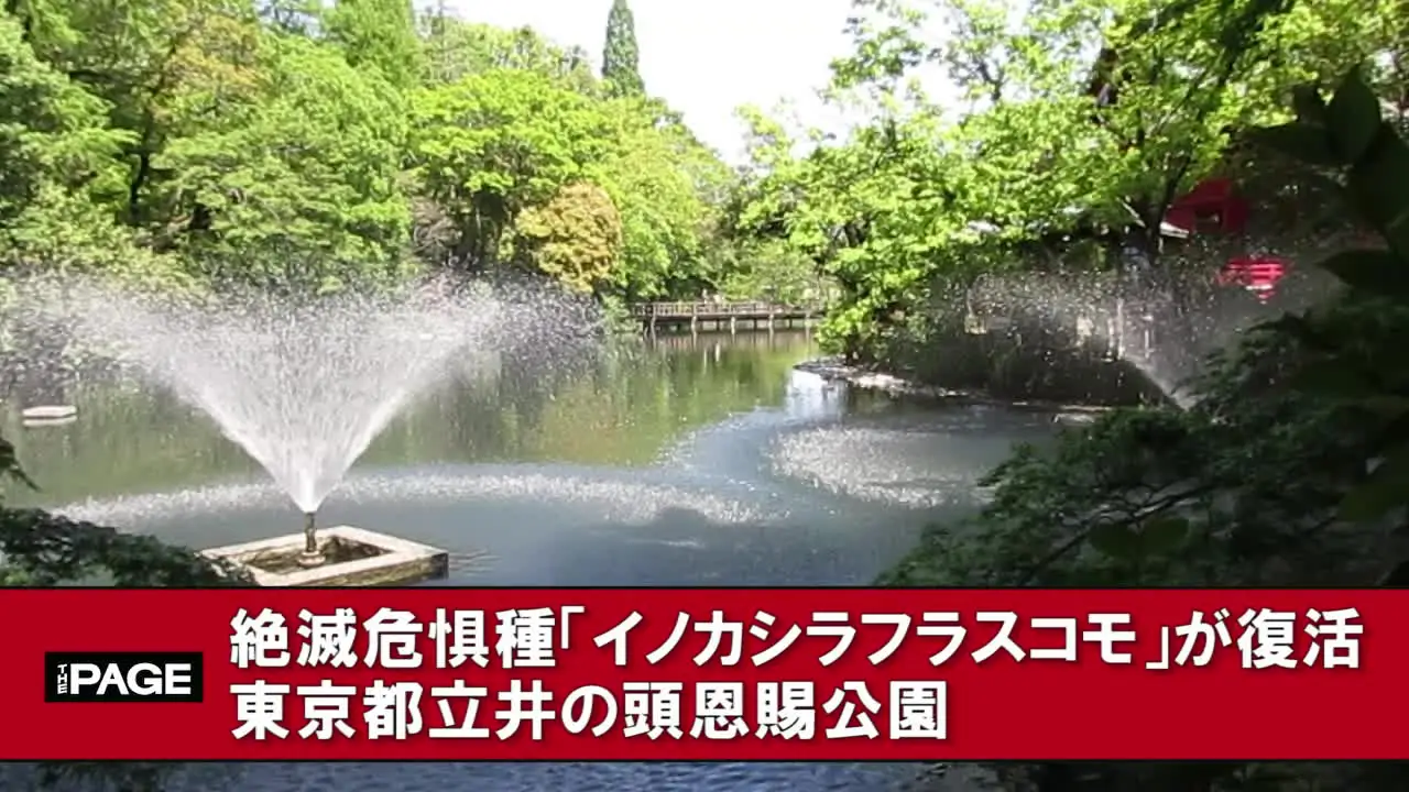 開園100周年迎えた井の頭恩賜公園 絶滅危惧種の水草などが復活 The Page Yahoo ニュース