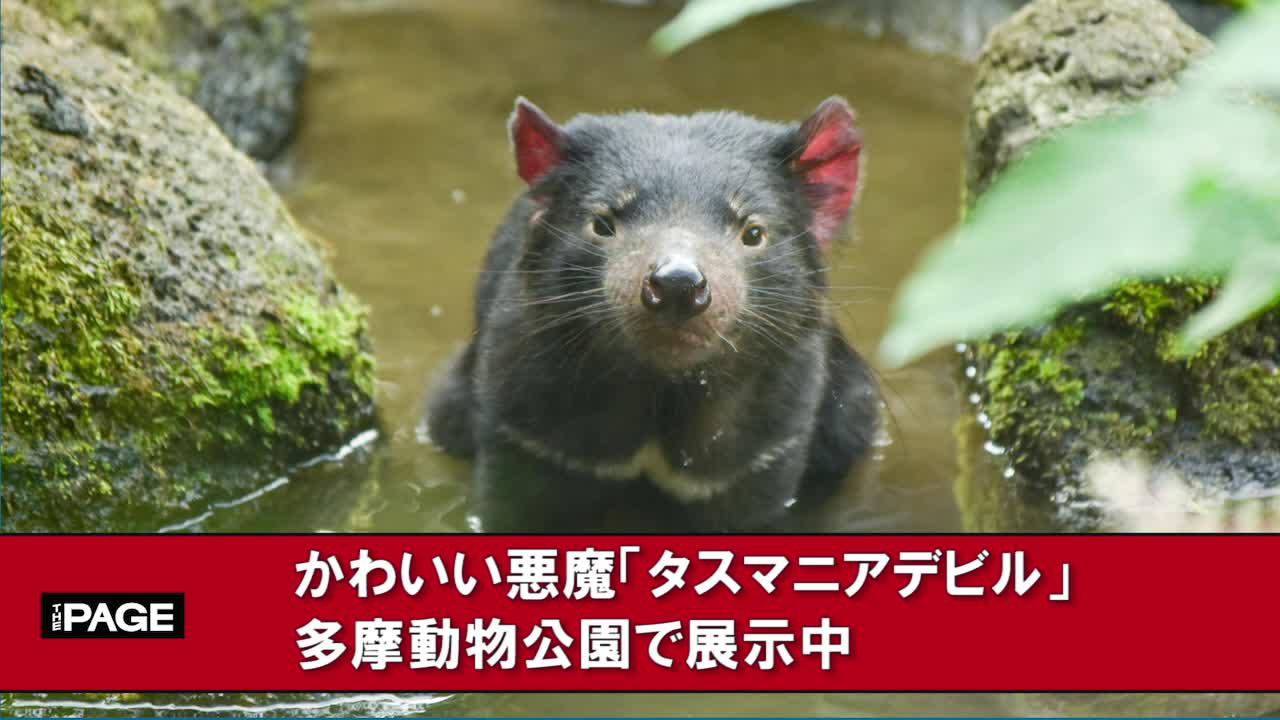 かわいい悪魔 タスマニアデビル が絶滅の危機に 多摩動物公園で展示中 The Page Yahoo ニュース