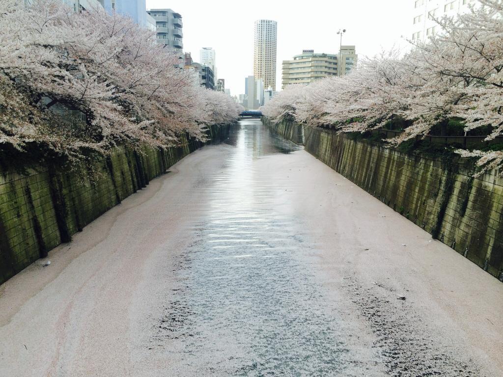 目黒川を桜の花びらのじゅうたんが覆う 東京 The Page Yahoo ニュース